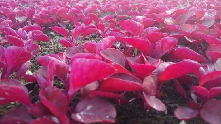 লাল শাক চাষ পদ্ধতি