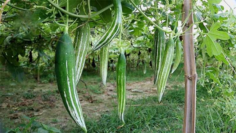 চিচিঙ্গা চাষ পদ্ধতি