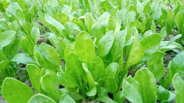পুঁইশাক চাষ পদ্ধতি