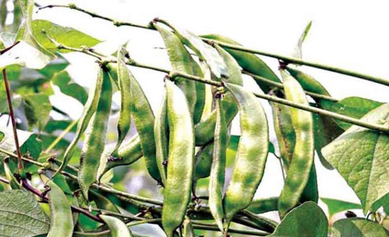 শিম চাষ পদ্ধতি