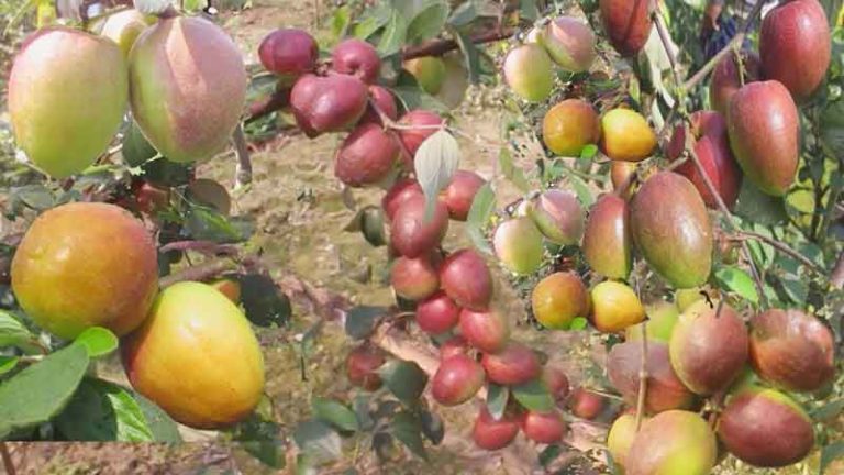 কুল চাষ পদ্ধতি