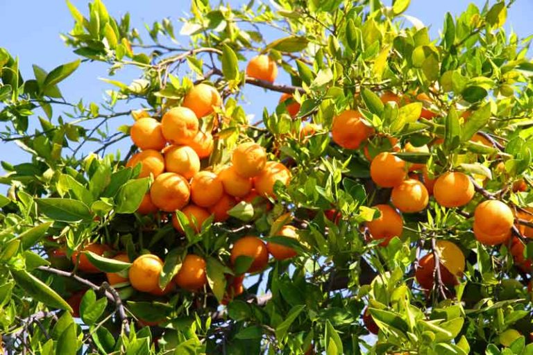 মাল্টা চাষ পদ্ধতি