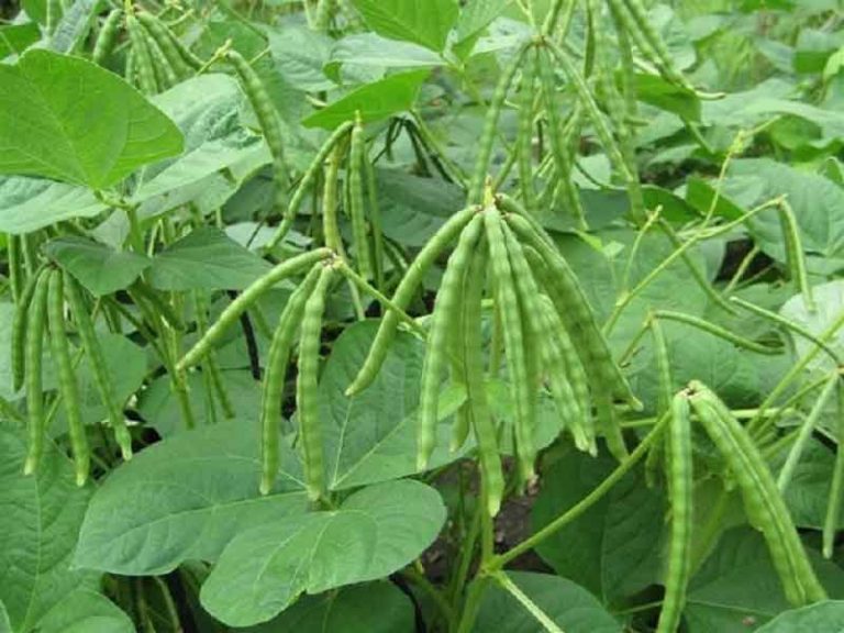 মাসকলাই চাষ পদ্ধতি