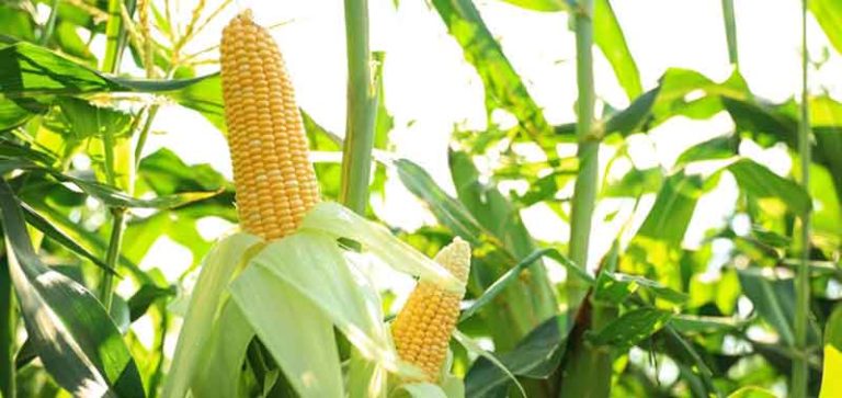 ভুট্টা চাষ পদ্ধতি