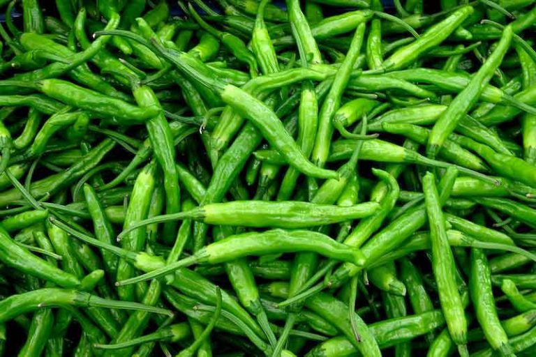 মরিচের ফলন বৃদ্ধির উপায়