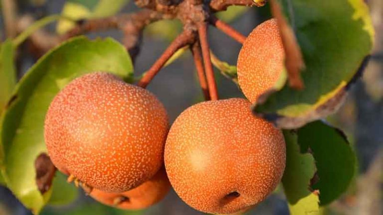 নাশপাতি