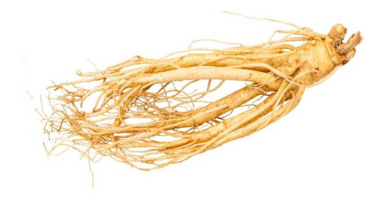 জিনসেং চাষ পদ্ধতি