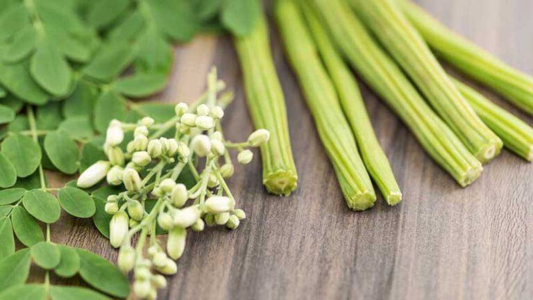 সজিনা চাষ পদ্ধতি