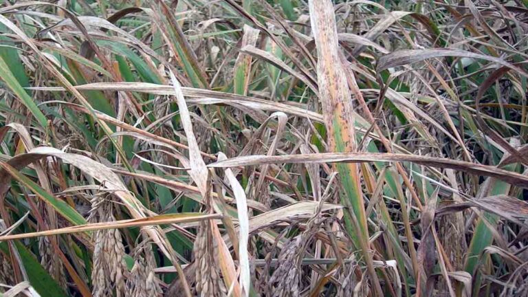 ধানের শীষ মরা রোগ বা ছড়া মরা রোগ