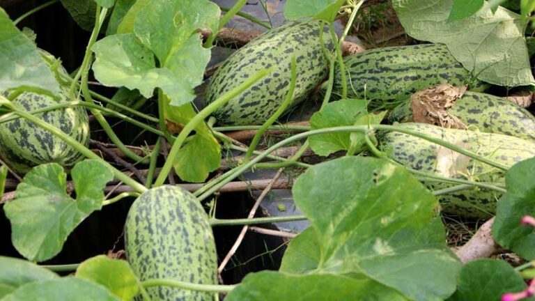 বাঙ্গি চাষ পদ্ধতি