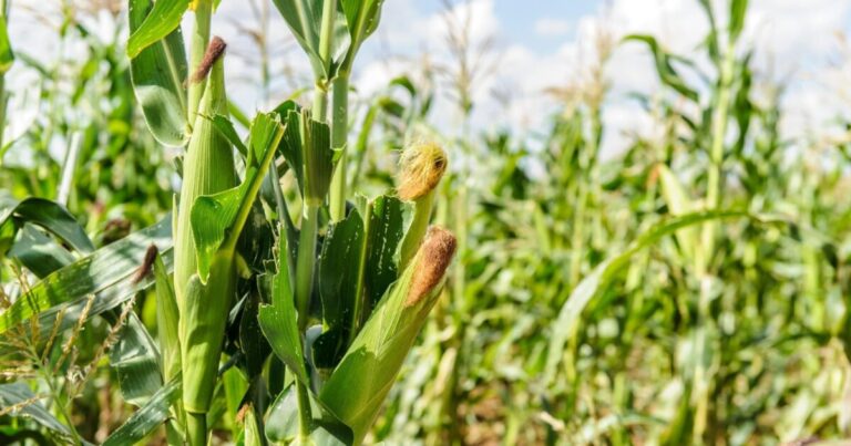 ভুট্টা চাষ