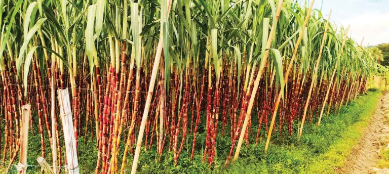 আখ চাষ পদ্ধতি ও আখের উপকারিতা