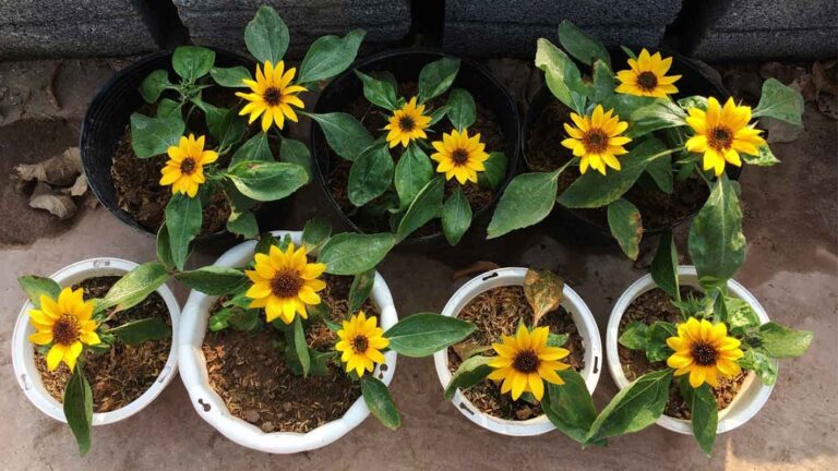 টবে সূর্যমুখী ফুল চাষ পদ্ধতি