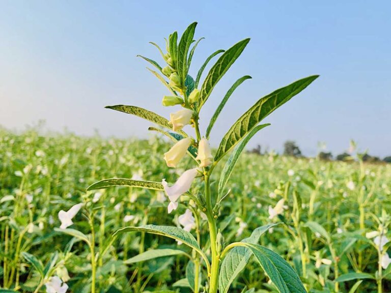 তিল চাষ পদ্ধতি