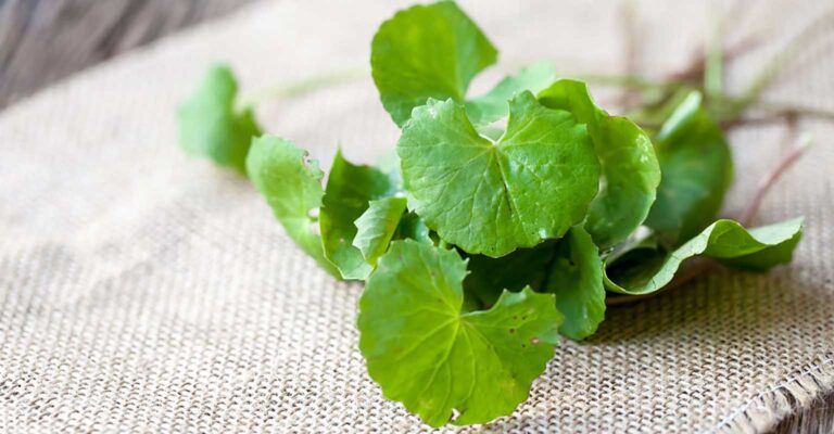 থানকুনি চাষ পদ্ধতি