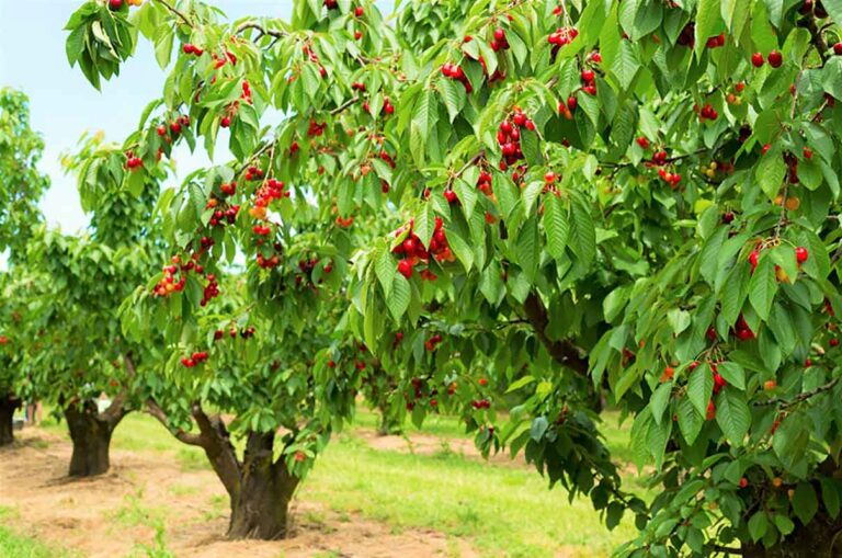 চেরি ফল চাষ পদ্ধতি