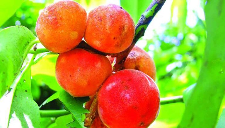 গাব চাষ পদ্ধতি